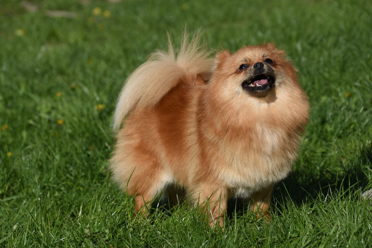 Pomeranian · 2025-08-23 · Enköping · Pomsik Rakaaig