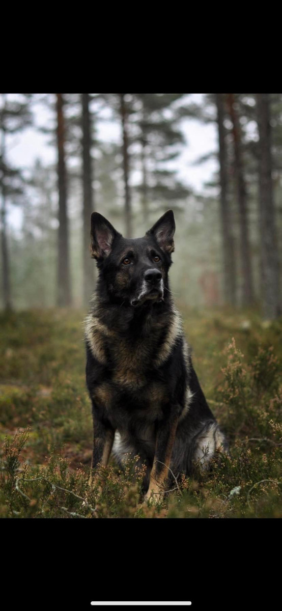 Tveten’s kennel