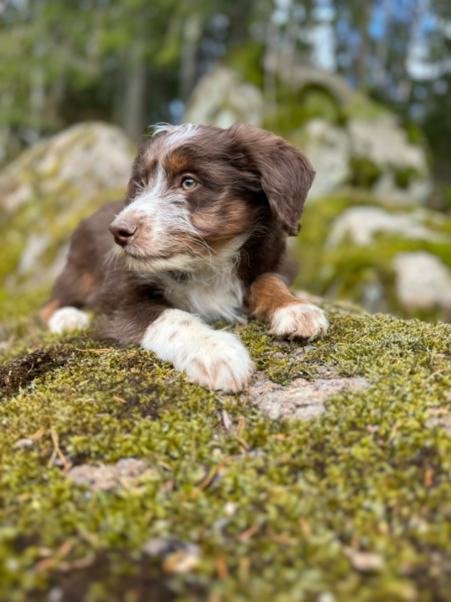 Isadoras Pudel och Cockerpoo