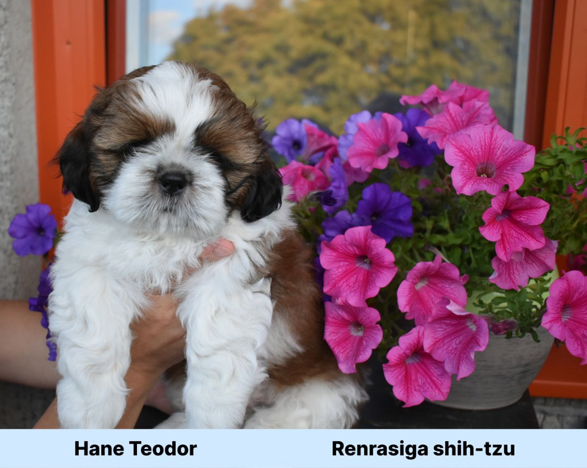 The merry shih-tzu family