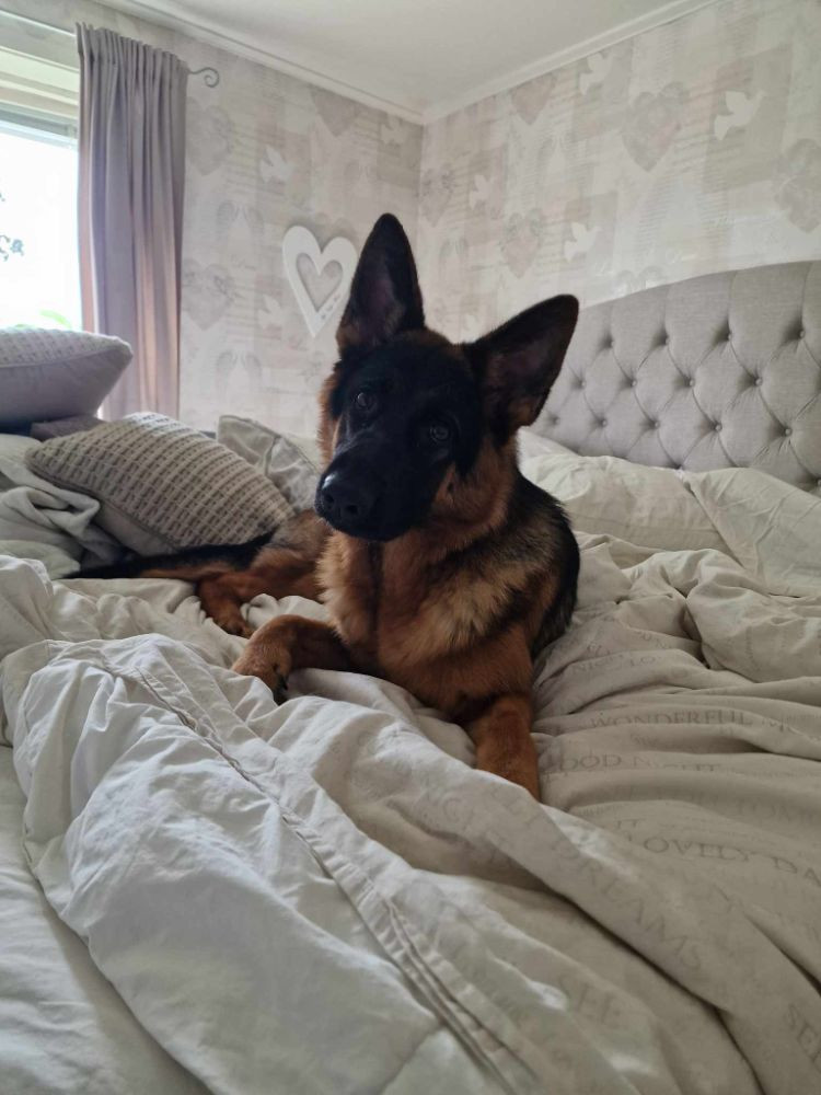 German Shepherd Dog