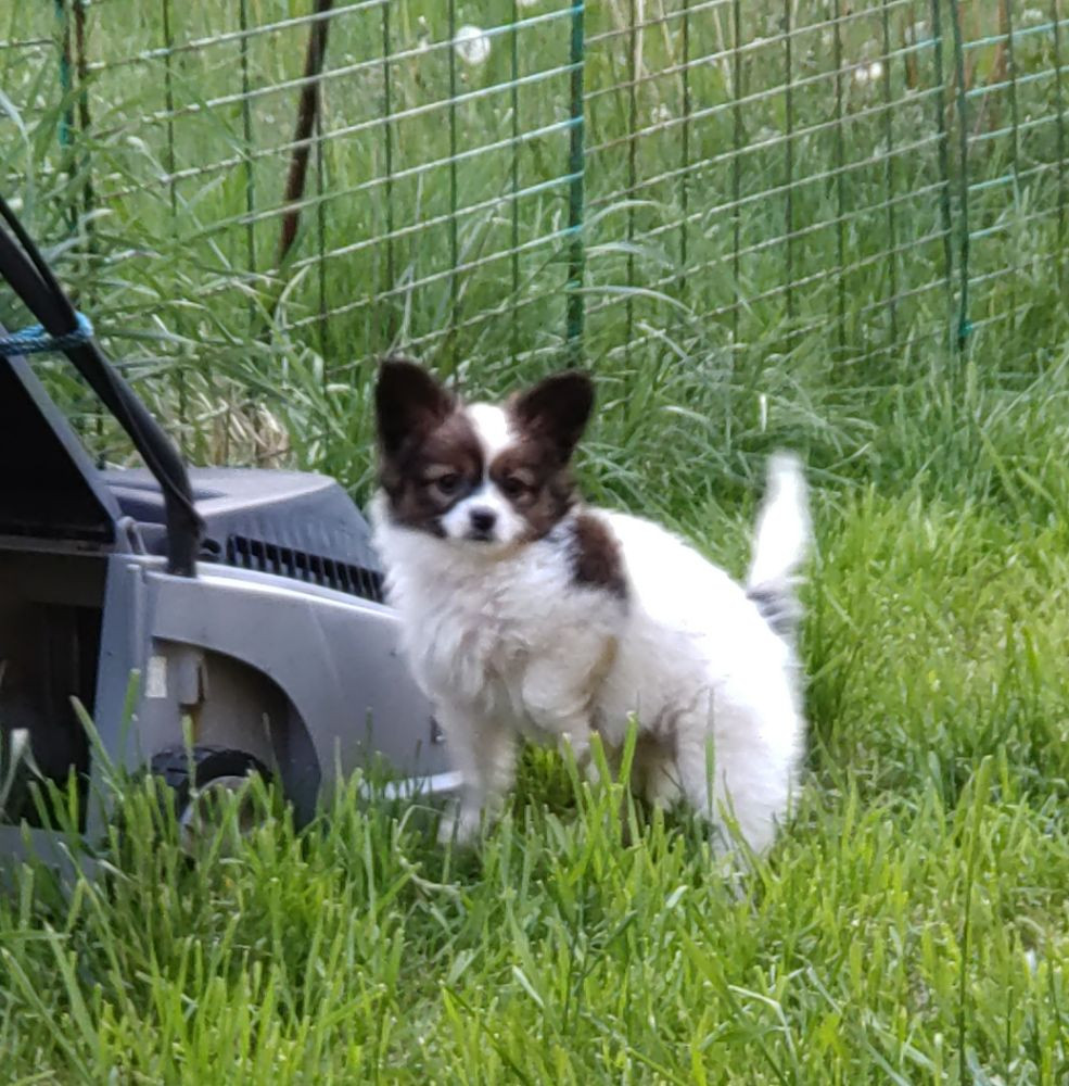 Itzybitzy's kennel