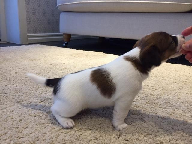 Jack Russell Terrier