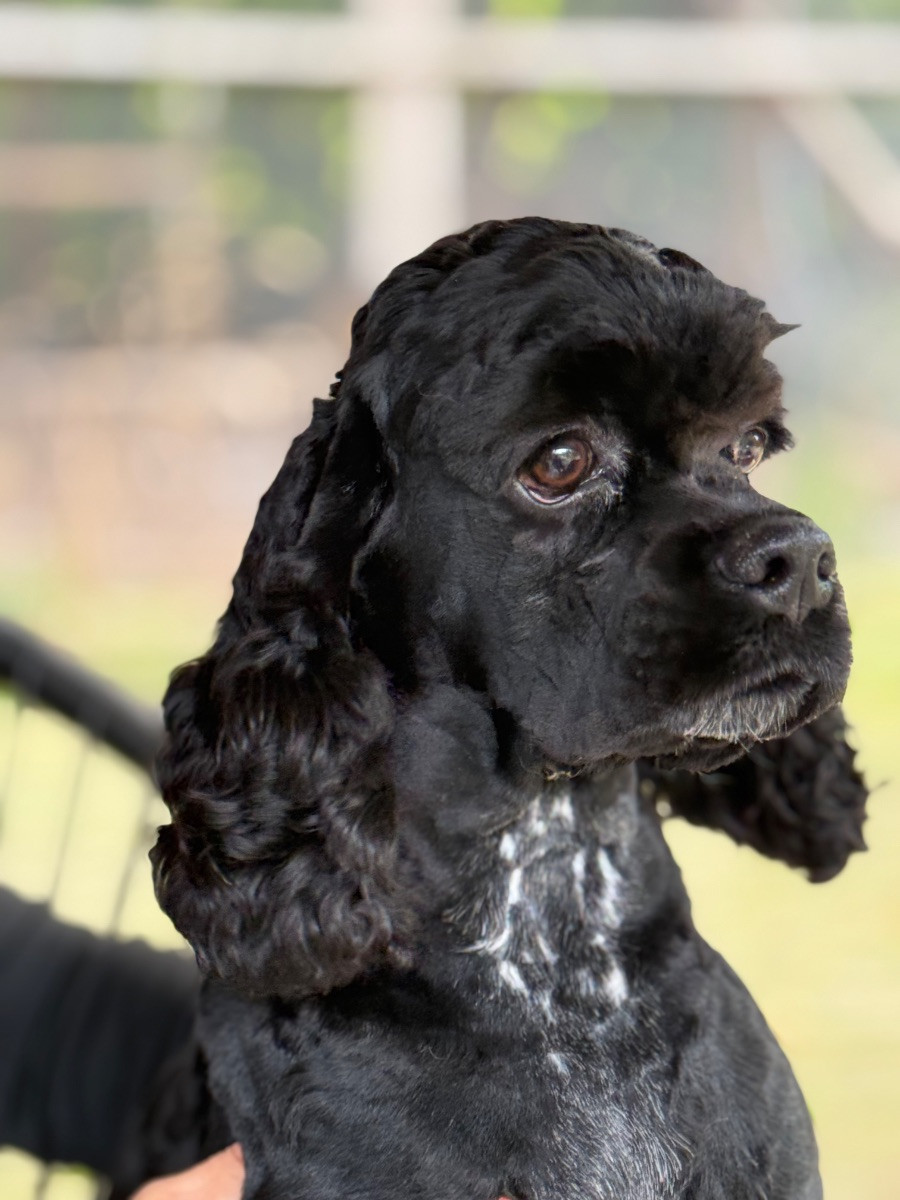 American Cocker Spaniel