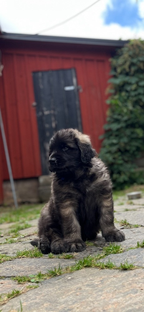 Leonberger