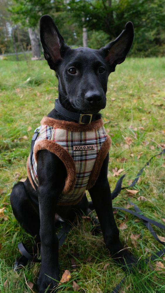 Xoloitzcuintle