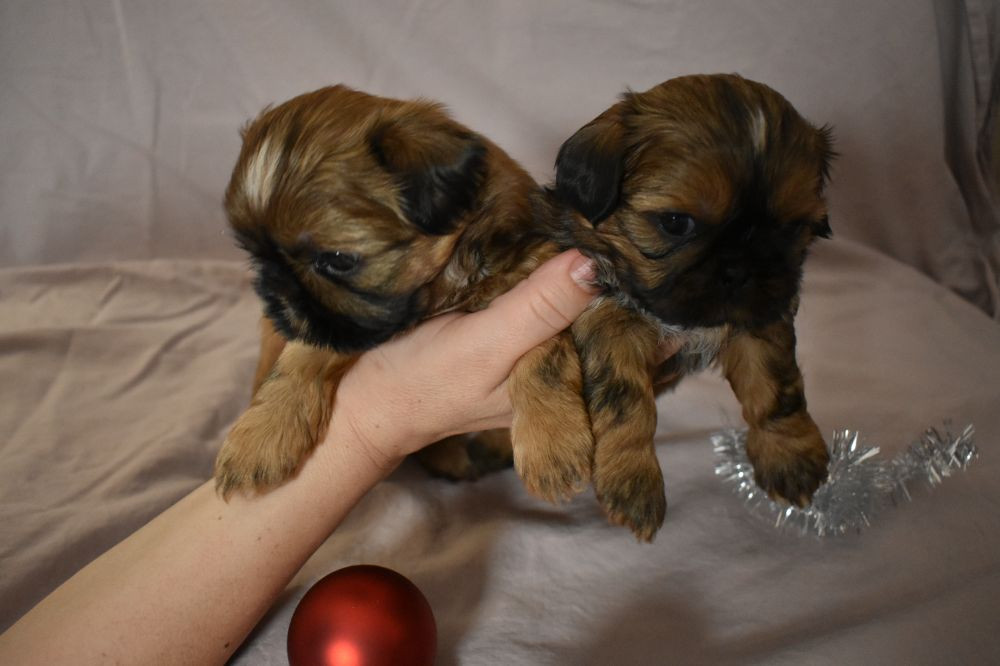 The merry shih-tzu family