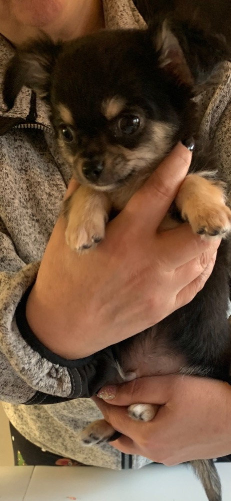Chihuahua