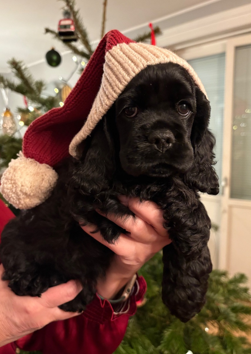 American Cocker Spaniel