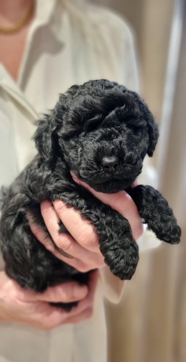 MaltiPoo