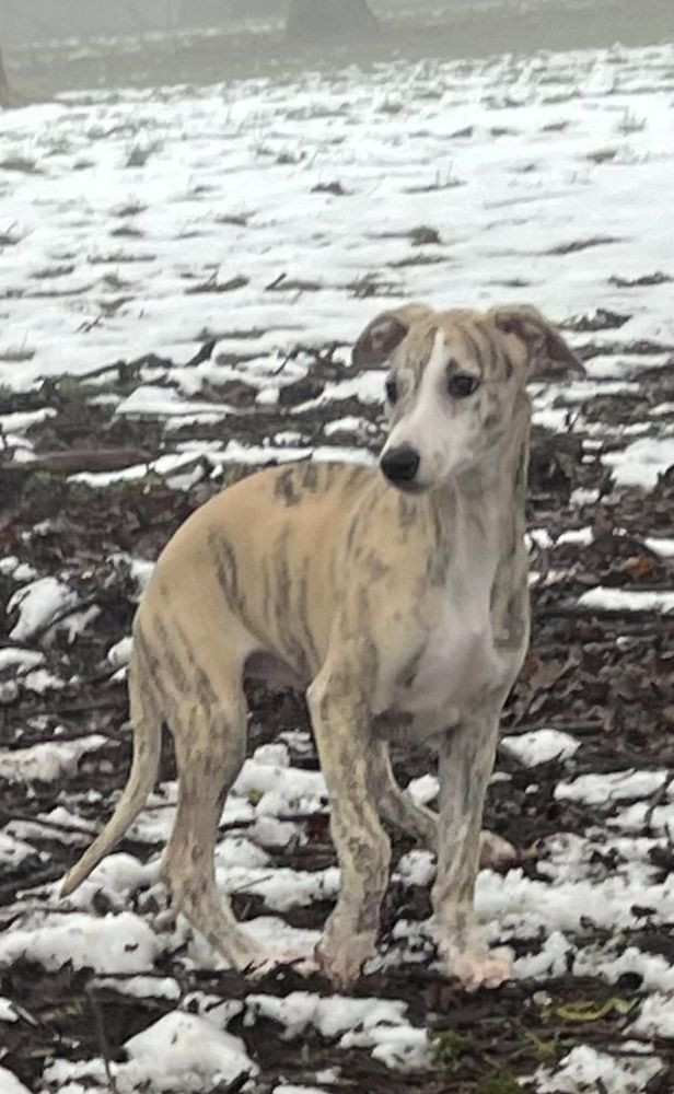 Whippet