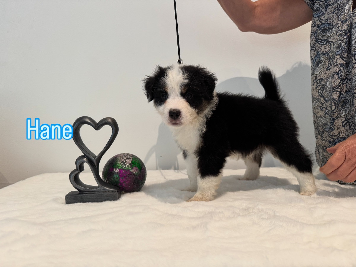 Miniature American Shepherd