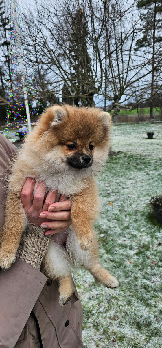 Pomeranian · 2025-08-23 · Enköping · Pomsik Rakaaig