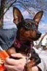 Miniature Pinscher