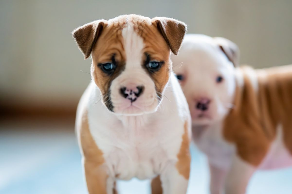 American Staffordshire Terrier