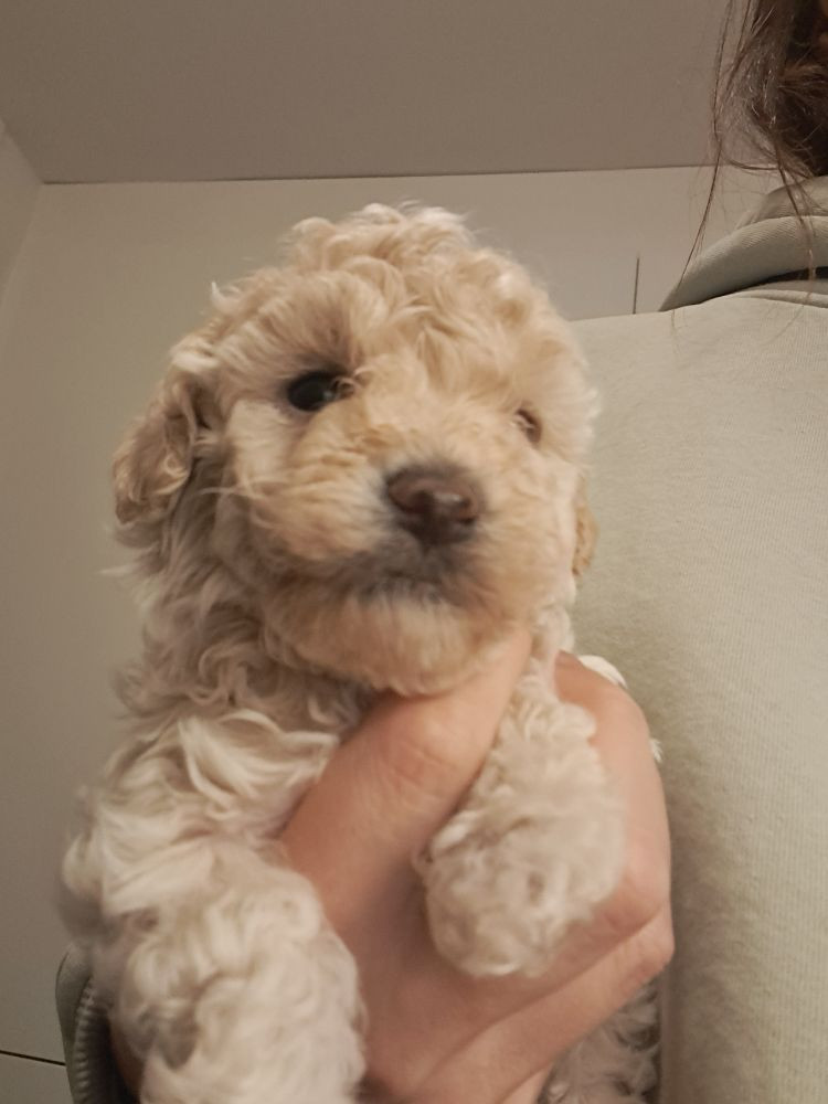 Maltipoo