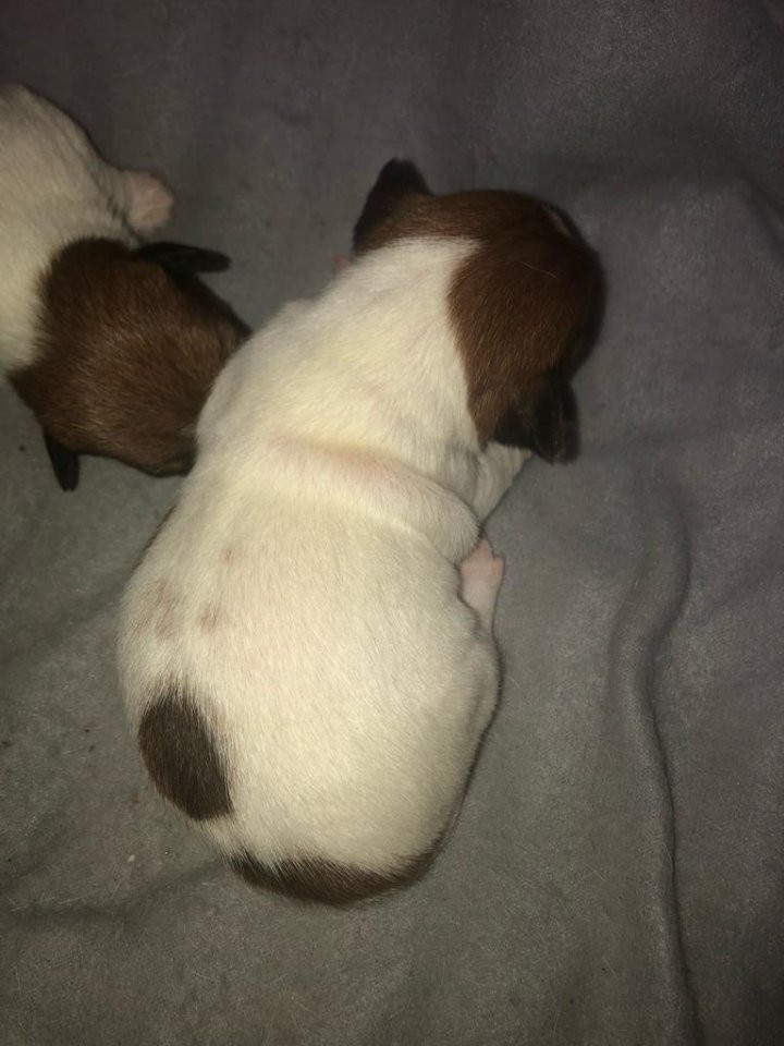 Jack Russell Terrier
