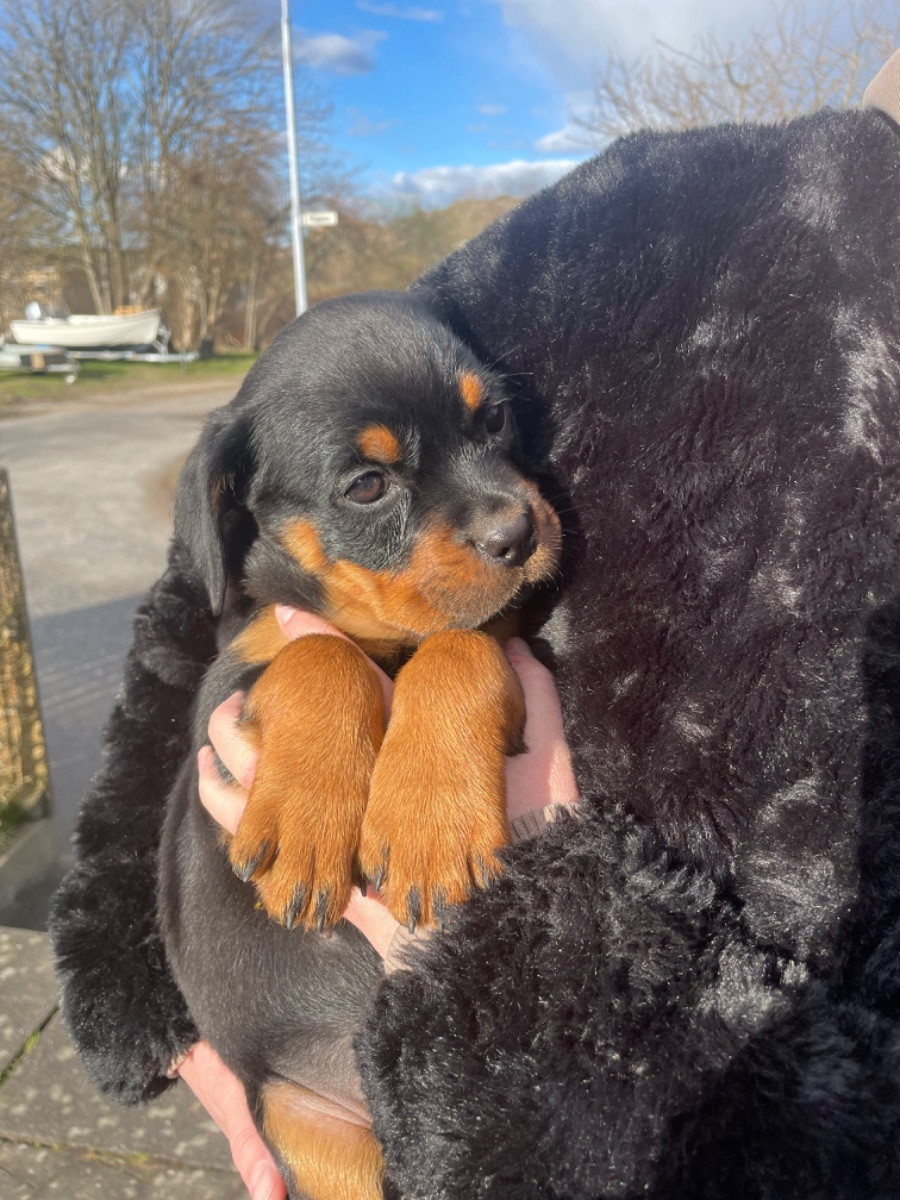 Rottweiler