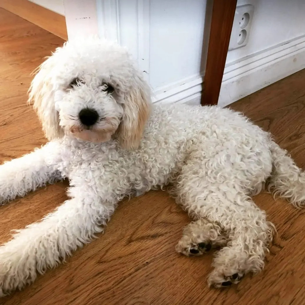 Lundatorpet