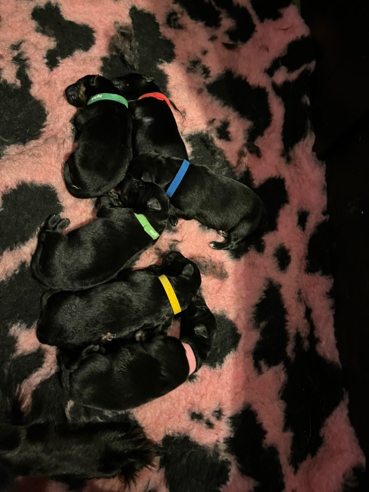 Schæferhund