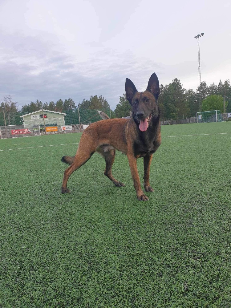 Belgisk vallhund – malinois