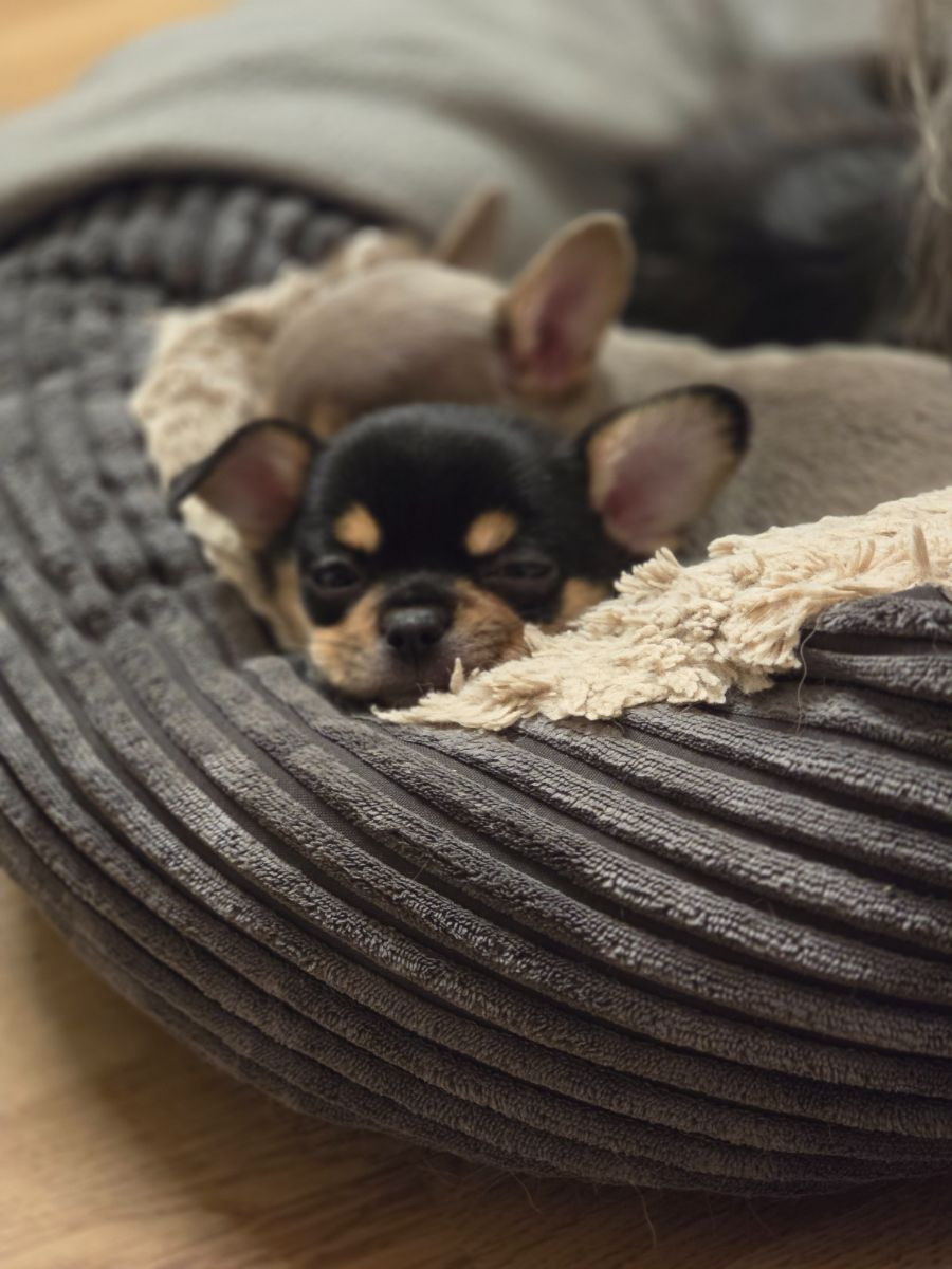 Paulas chihuahuaor