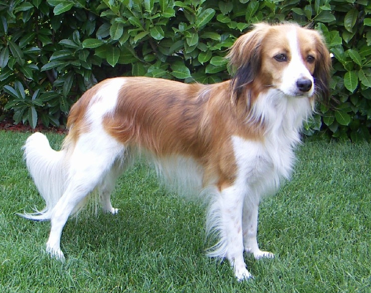 Dutch Kooikerhondje