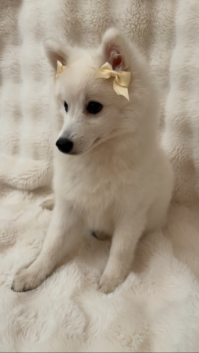 Japanese Spitz