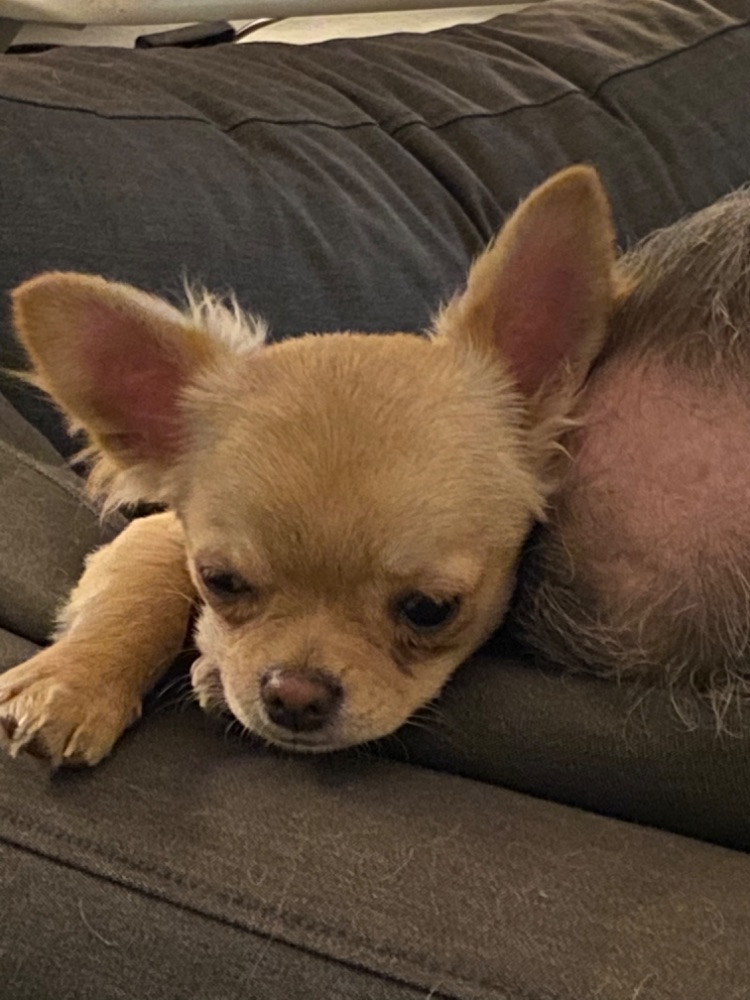 Chihuahua
