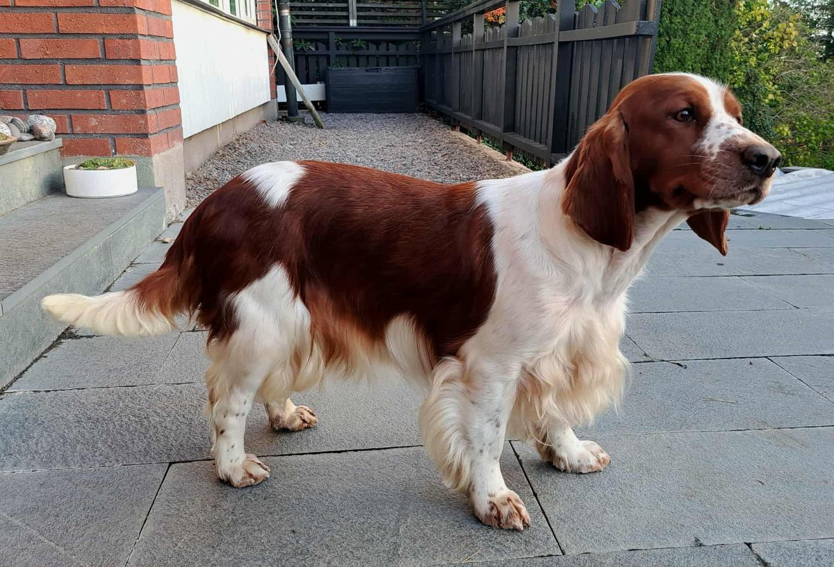Welsh Springer Spaniel