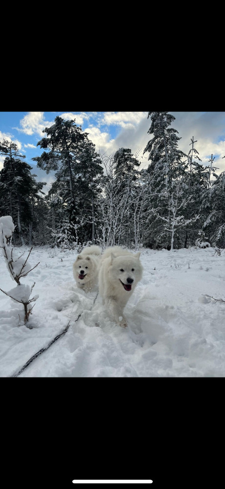 Dvärgpinscher
