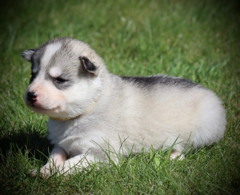 Siberian Husky