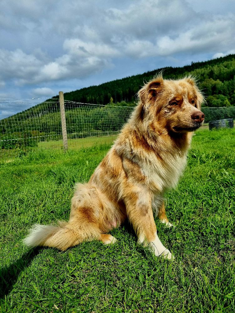 Aussie Bio Gård