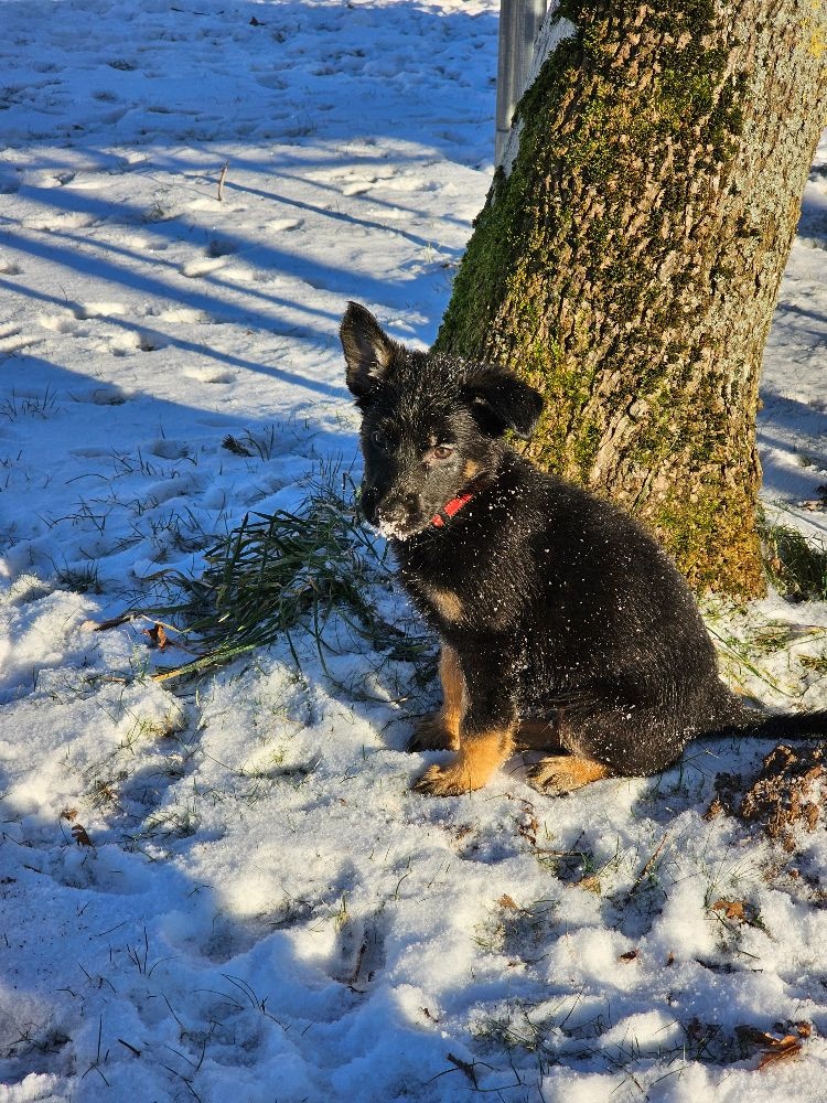 Schæferhund