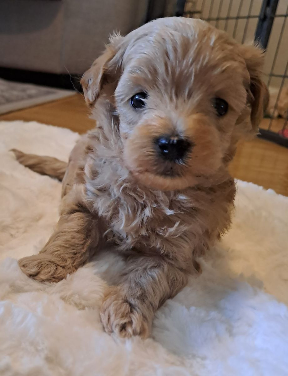 Maltipoo