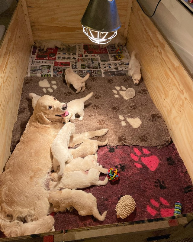 Golden Retriever