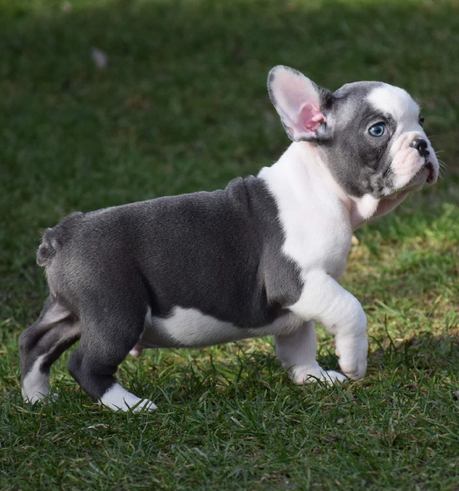 Kennel Ebonyzet