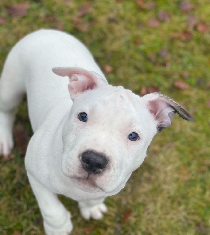American Staffordshire Terrier