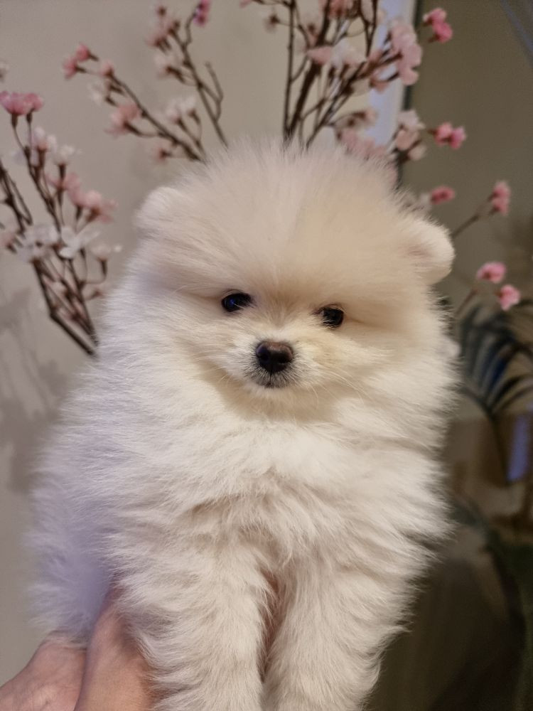 Exclusive pom