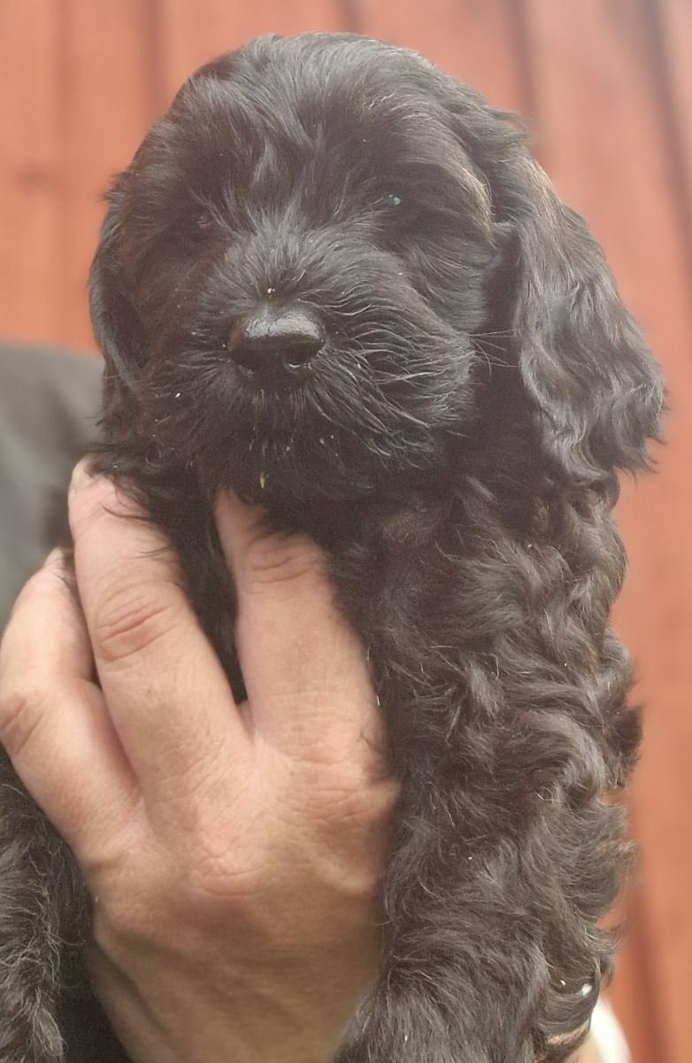 Dalkullas labradoodle