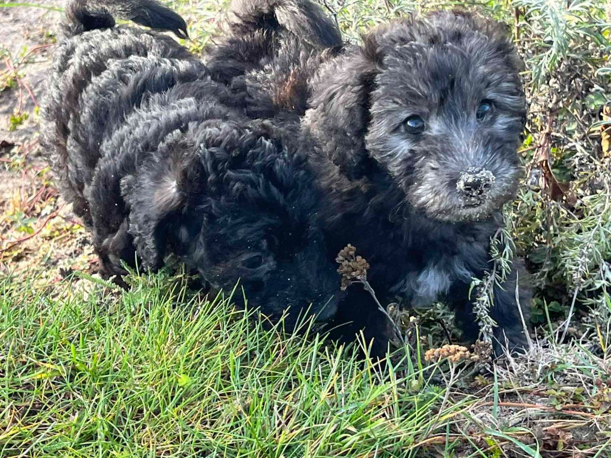 Maltipoo · 2025-09-07 · Mörbylånga · Dmytro K.