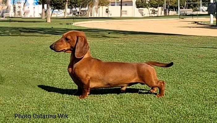 SE12719/2025 Emoji Crespalia