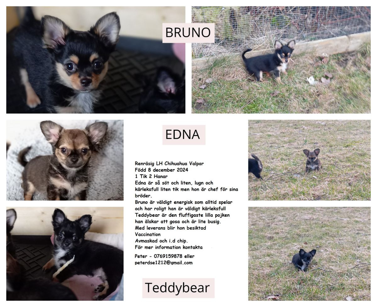 Chihuahua