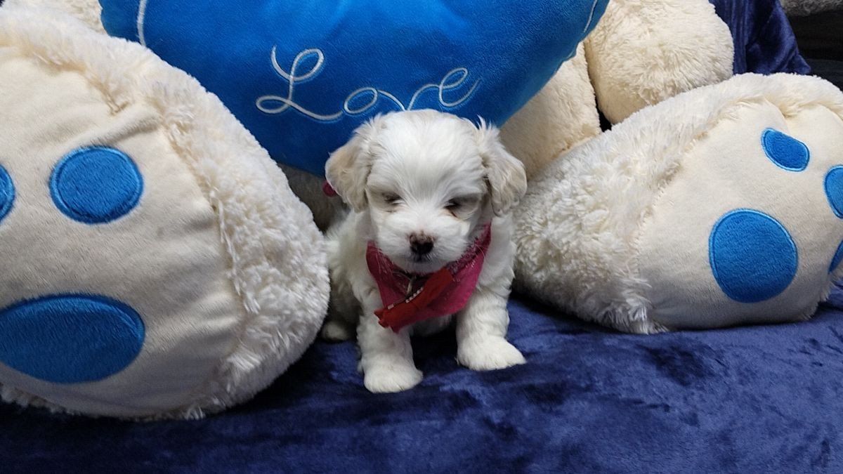 Maltipoo · 2025-11-15 · Göteborg · Ramin H.