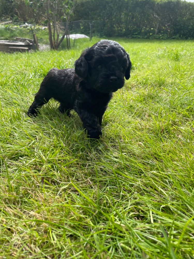 Cavapoo