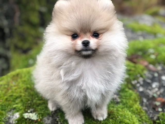 Pomeranian
