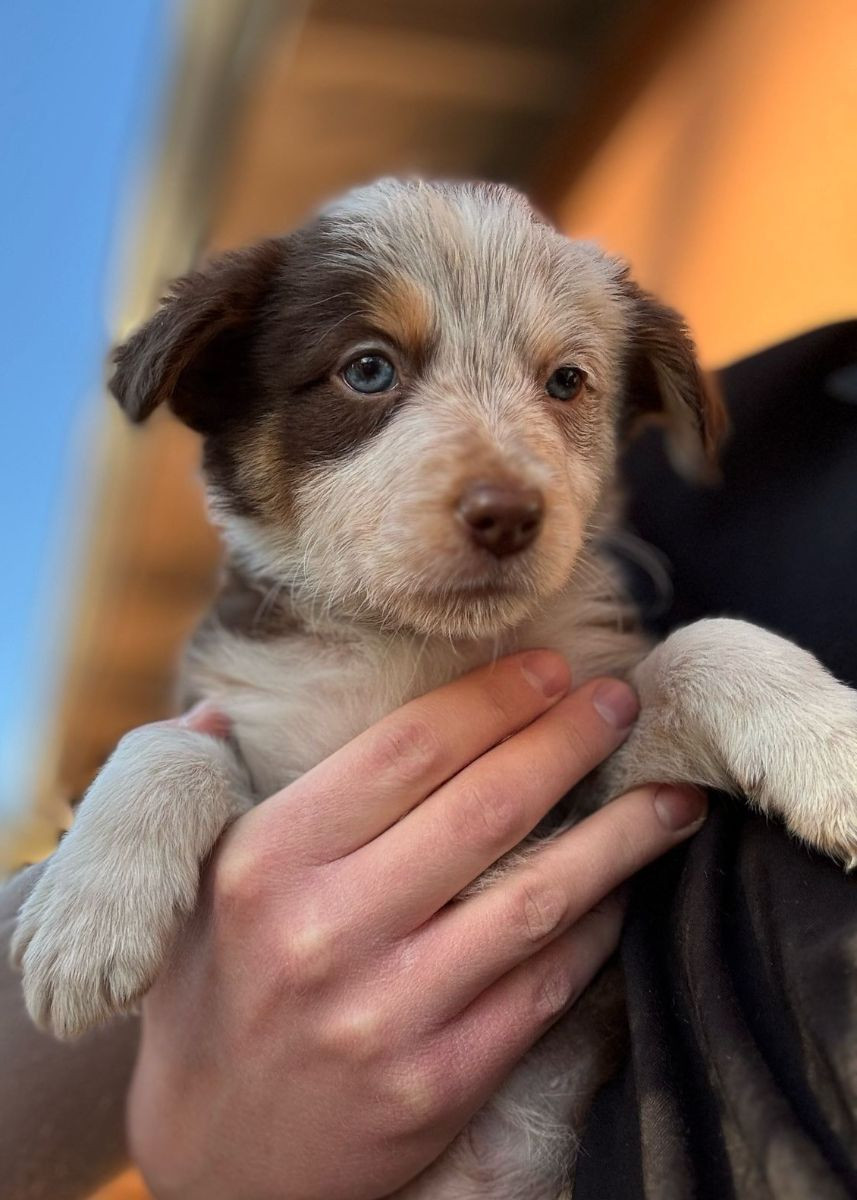 Border collie