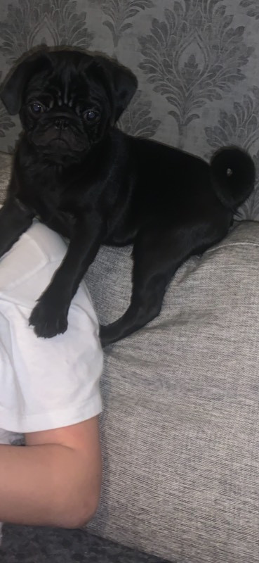 Pug