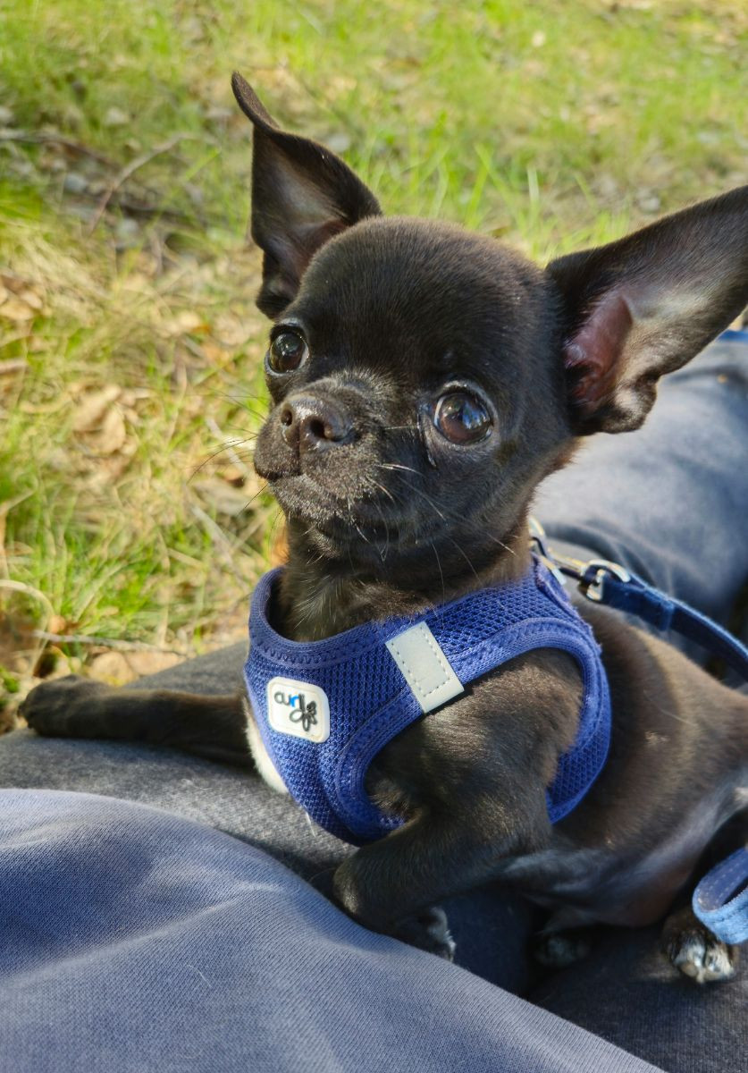 Chi'nova