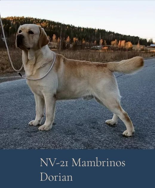 Svansviftarnas kennel